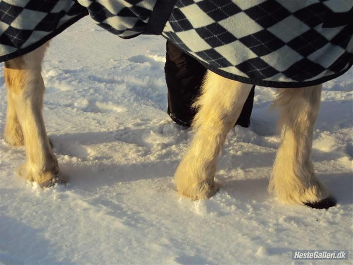 Anden særlig race Mickey<3  - Små kolde fusser!! billede 6