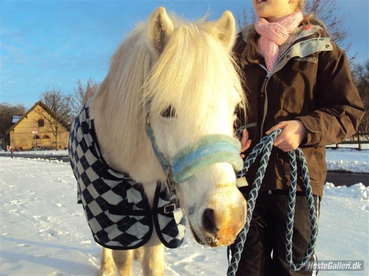 Anden særlig race Mickey<3  billede 10