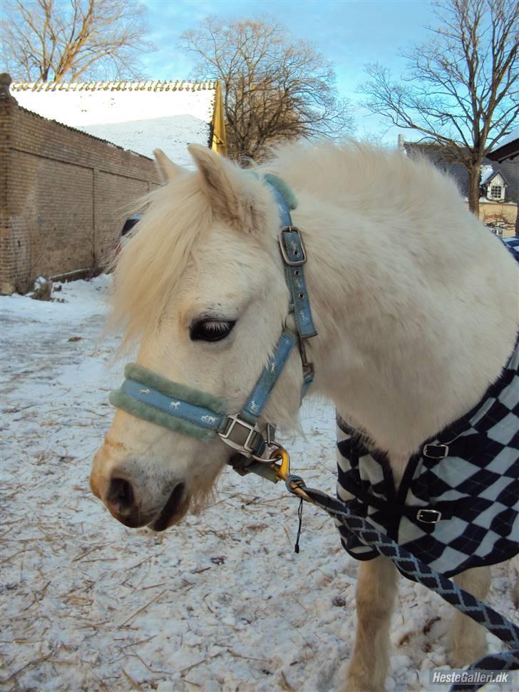 Anden særlig race Mickey<3  billede 14