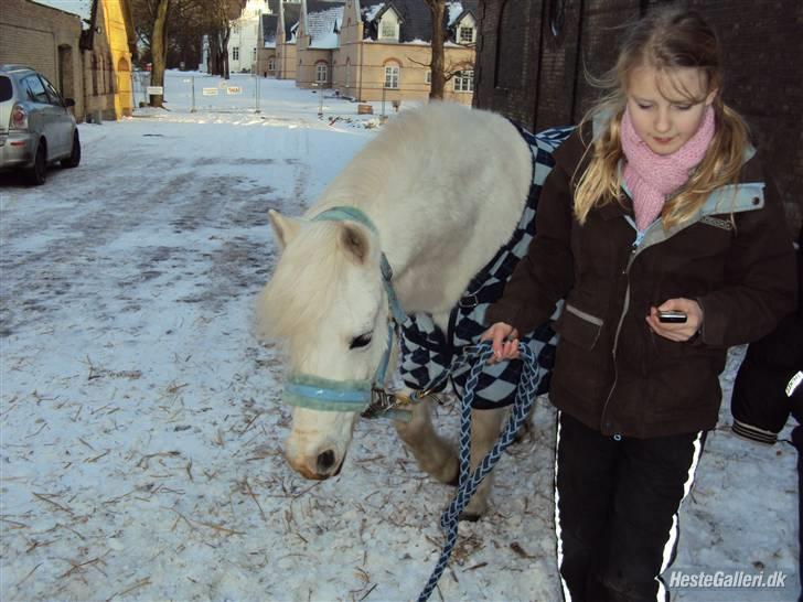 Anden særlig race Mickey<3  billede 15