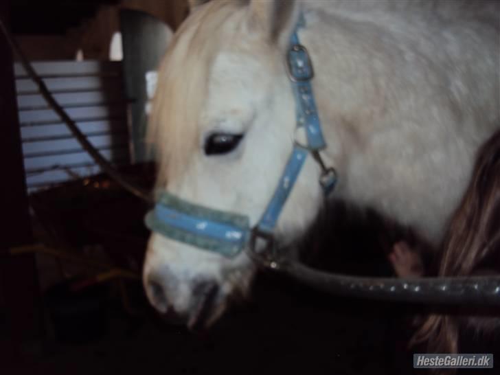 Anden særlig race Mickey<3  billede 16