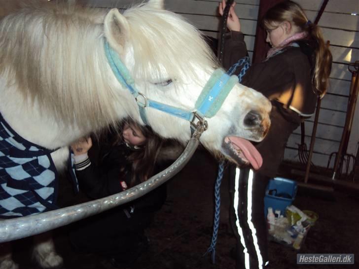 Anden særlig race Mickey<3  - GAAAAAAAAAAAAB!! Mickey er lidt træt.. Det skal man også være når man har trænet meget!! billede 17