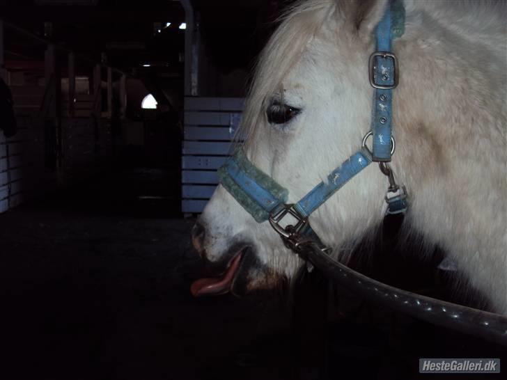 Anden særlig race Mickey<3  - Rækker du tunge Mickey?? billede 18