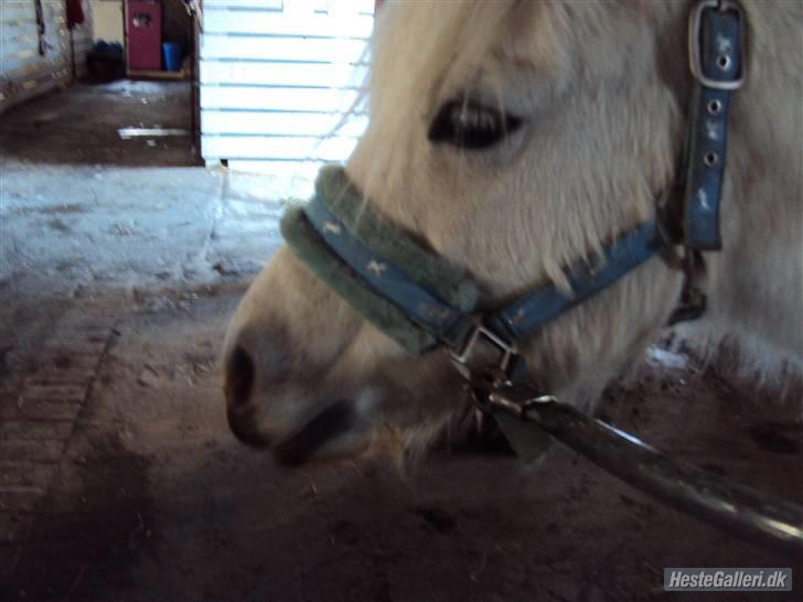 Anden særlig race Mickey<3  billede 19