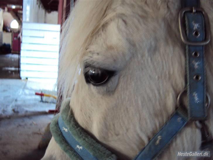 Anden særlig race Mickey<3  billede 20