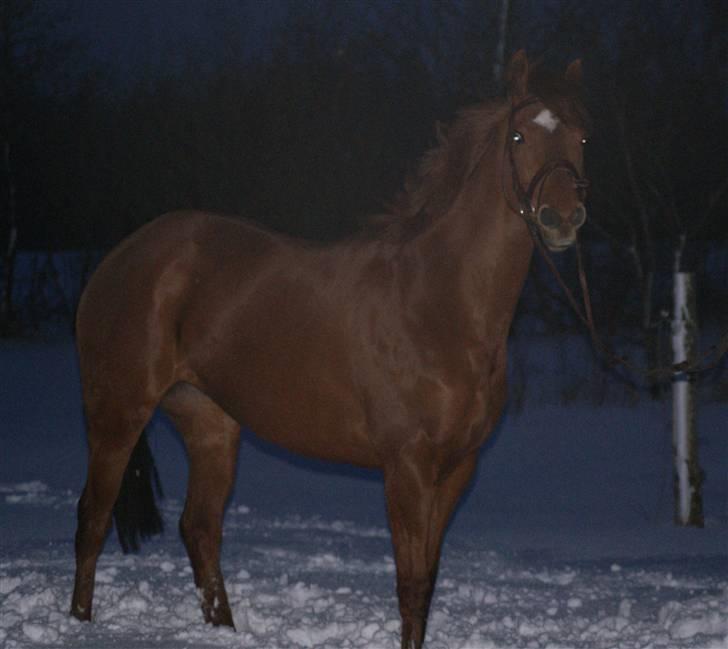 Fuldblod (XX) Ruder Dame (dullen) - hottelotte;) billede 13