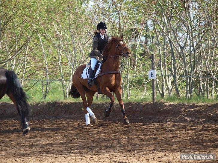 Fuldblod (XX) Ruder Dame (dullen) - foto: nicholine R billede 14