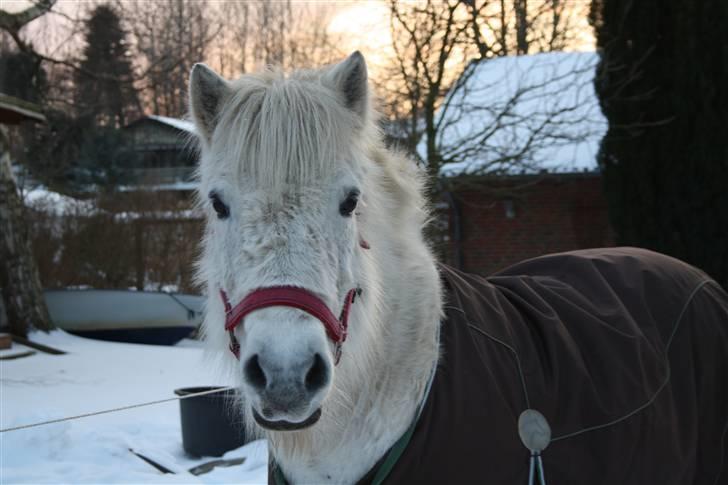 Islænder Pandra billede 1