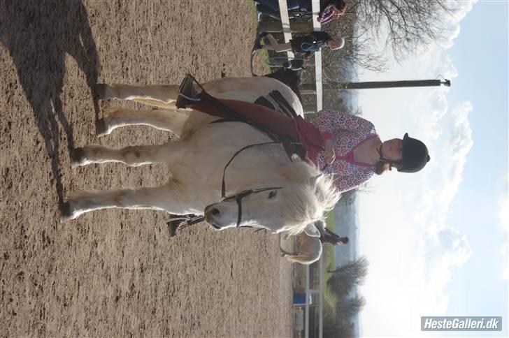 Islænder Pandra billede 2