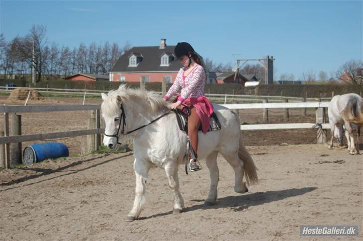 Islænder Pandra billede 3