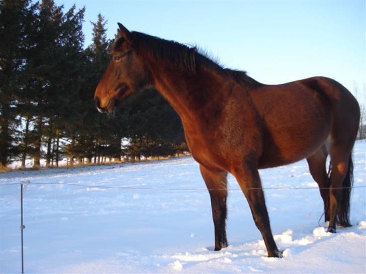 Oldenborg Callisto - Vinter 2010  billede 11