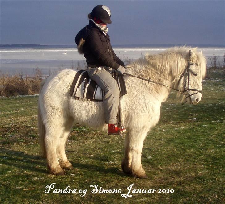 Islænder Pandra billede 4