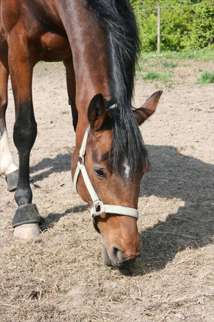 Holstener Ocean's Cypre - Cypres inden vi skal ud at ride. billede 1