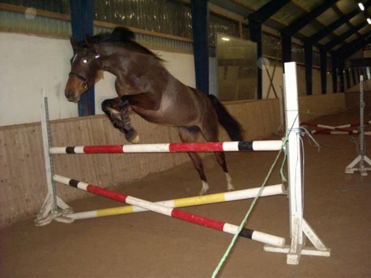 Holstener Ocean's Cypre - Cypres bliver løssprunget d.31januar billede 2