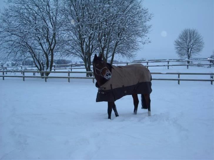 Holstener Ocean's Cypre - Cypres er ude i den lille indhegning og få lidt luft. billede 3