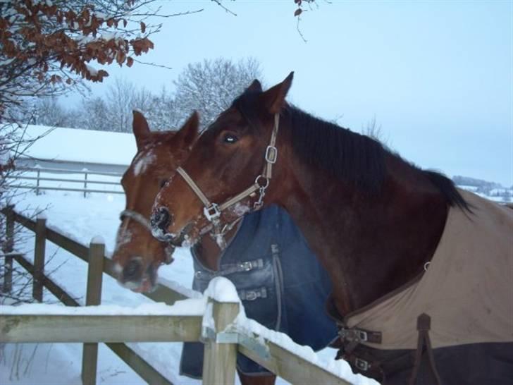 Holstener Ocean's Cypre - Cypres forrest, og hende bedste veninde Mia bliver luftet i den lille indhegning. billede 4