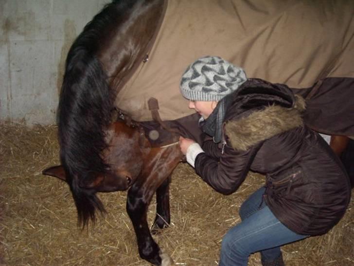 Holstener Ocean's Cypre - Cypres og jeg som laver de daglige smidighedsøvelser. billede 6