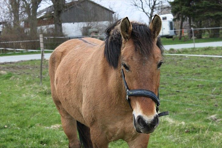 Anden særlig race Flicka - Den dejlige dame på fold <3 
D. 16/4 - 2011 billede 4