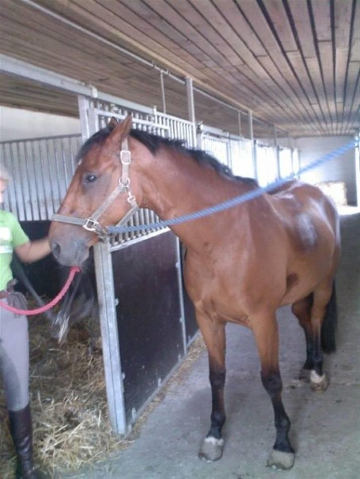 Trakehner Pauker (ikke min hest) - søde lille pauker billede 1