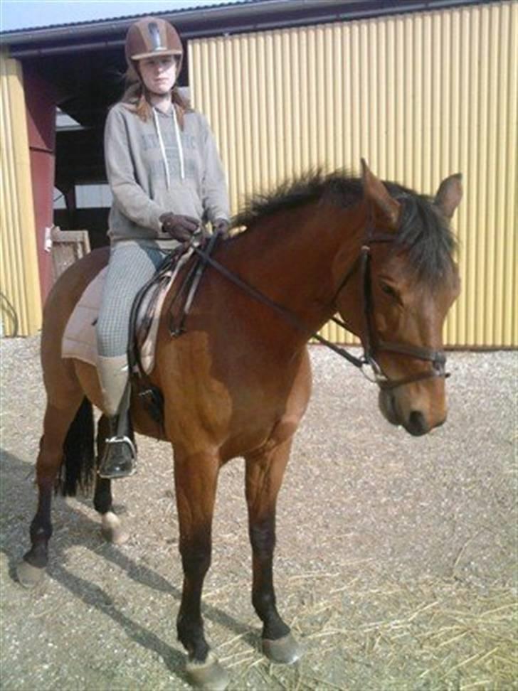 Trakehner Pauker (ikke min hest) - mig på pauker det kan godt være at han ser lille ud på billederne men han er ikke lille når man ser ham irl billede 2