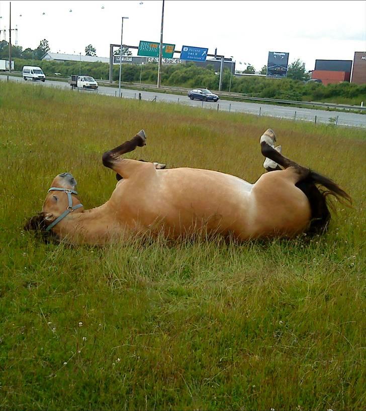 Anden særlig race Flicka - Skønne hest :'D 
D. 18/6 - 2009 billede 6