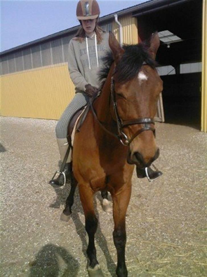 Trakehner Pauker (ikke min hest) - mig på pauker billede 3