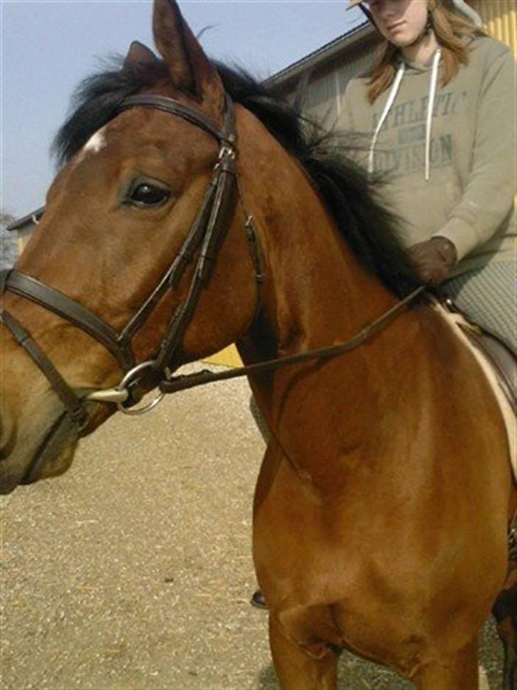 Trakehner Pauker (ikke min hest) - søøde dreng <3 billede 4