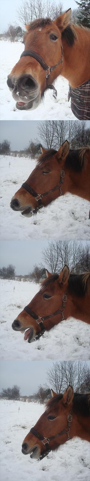 Anden særlig race Flicka - Fotogene pony ;-) 
D. 3/12 - 2010 billede 7