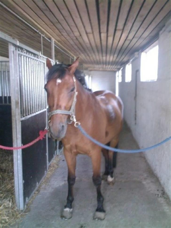 Trakehner Pauker (ikke min hest) - hmm bare han var min.....det er min plejemor der er den heldige ejer billede 5