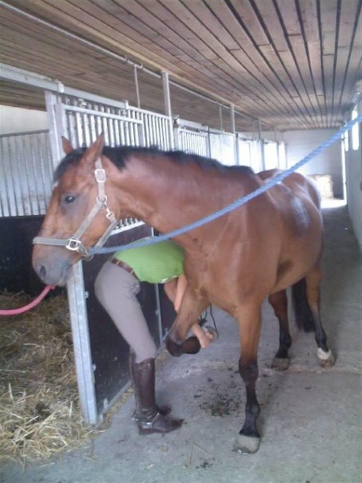 Trakehner Pauker (ikke min hest) - :) billede 6