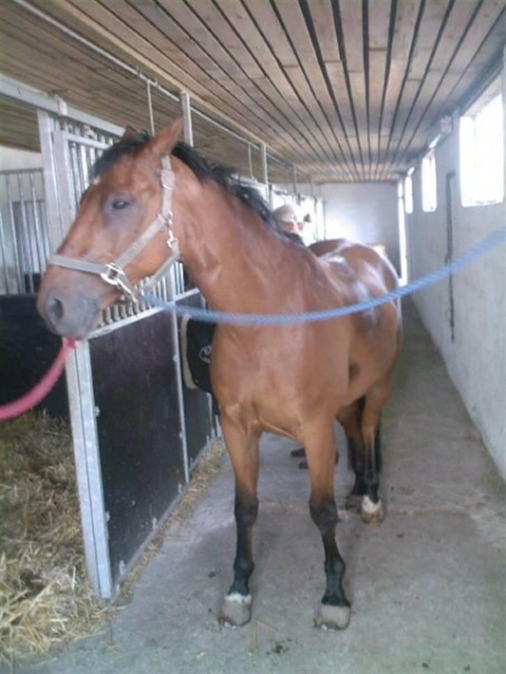 Trakehner Pauker (ikke min hest) - lille pauk billede 7