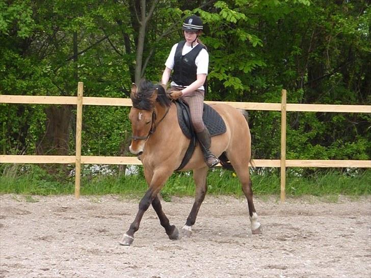 Anden særlig race Flicka - Dressur undervisning :-) 
D. 21/5 - 2010 billede 8