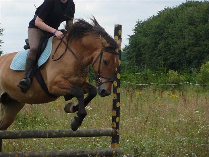 Anden særlig race Flicka - Spring træning :-D 
D. 1/8 - 2010 billede 9