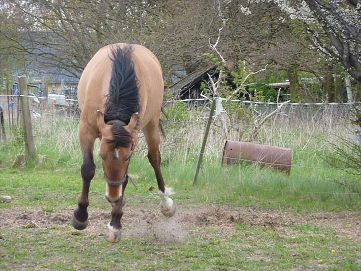 Anden særlig race Flicka - Freaker ud som altid 8D 
D. 10/5 - 2010 billede 11