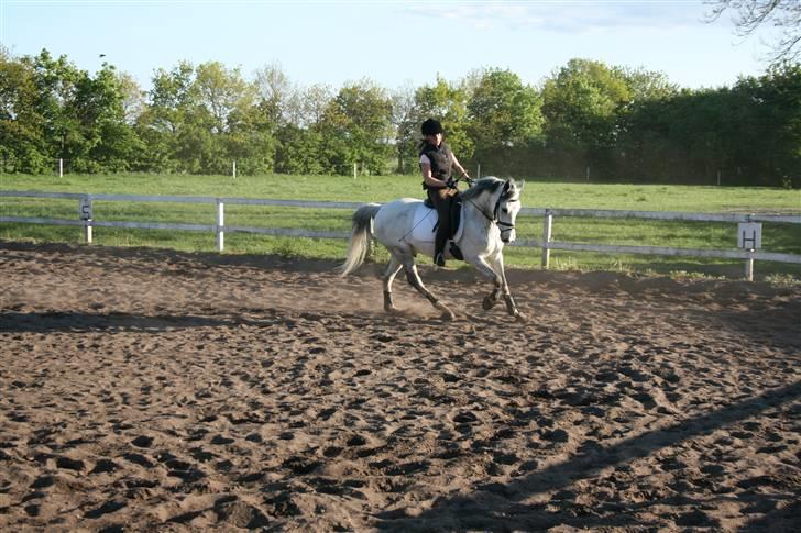 DSP Eros Rosendal B-pony<3 - Undervisning i give ved Mitzi:)<3 Foto: Mor billede 3