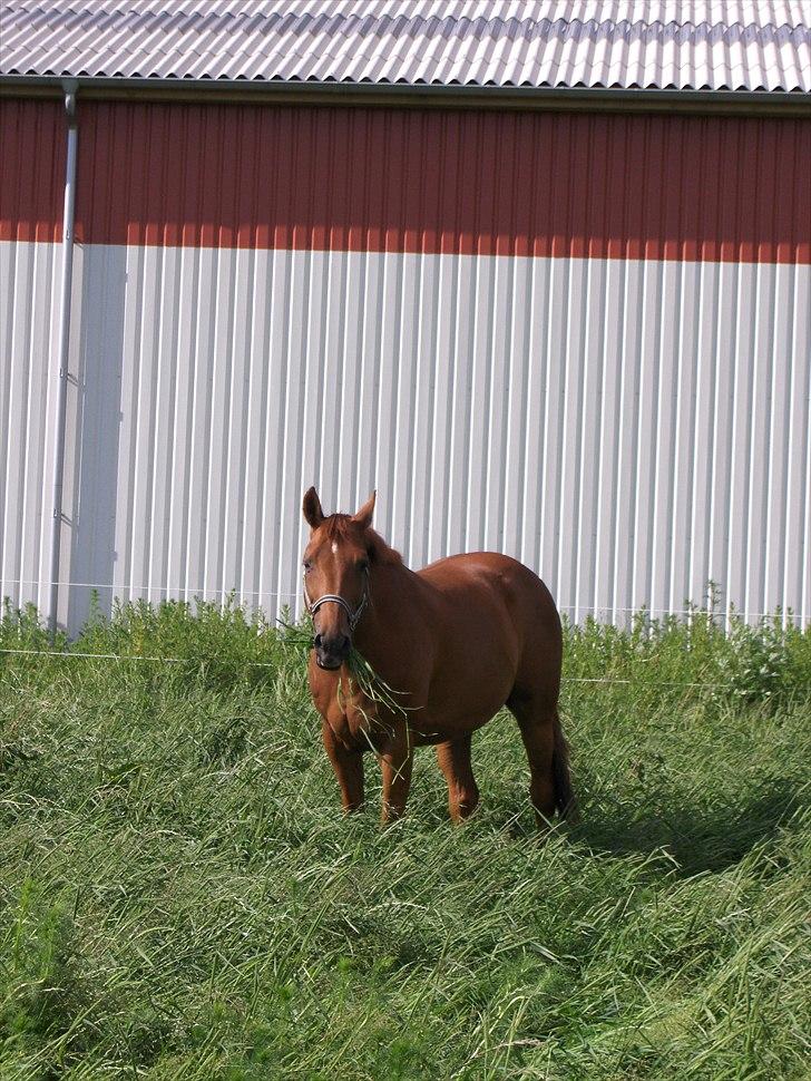 Dansk Varmblod Duvill N - Sommer 2010 = Dulle i et paradis af græs :b billede 11