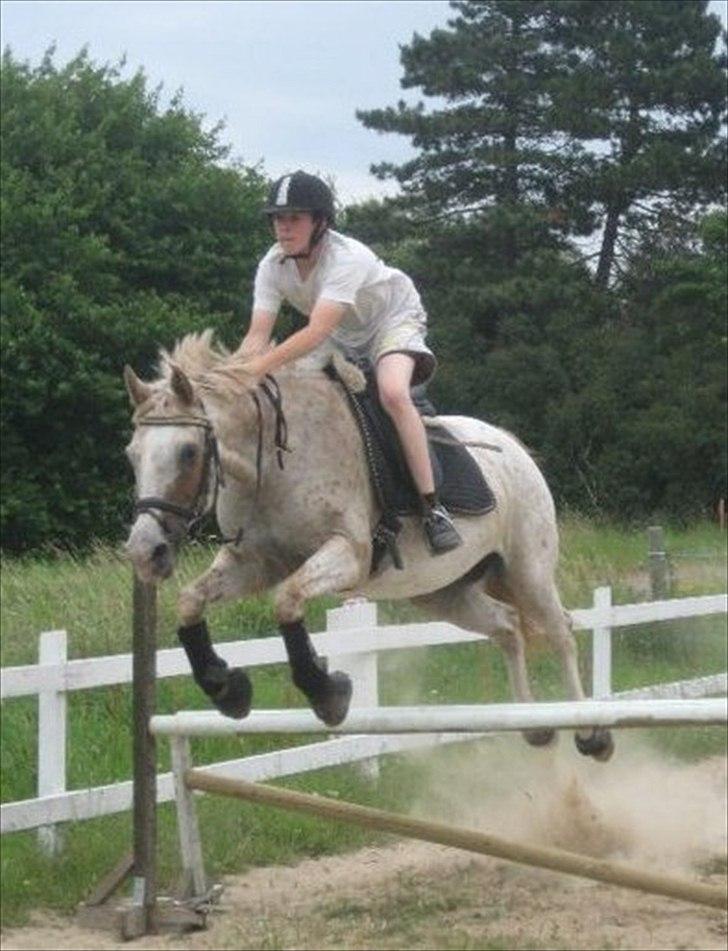 Knabstrupper Surprice billede 2