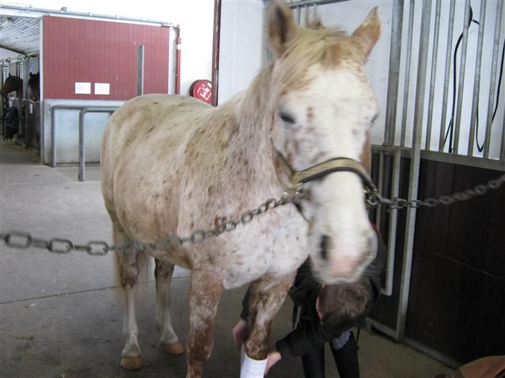 Knabstrupper Surprice billede 5