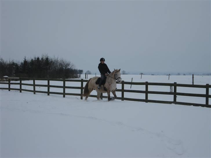 Knabstrupper Surprice billede 10