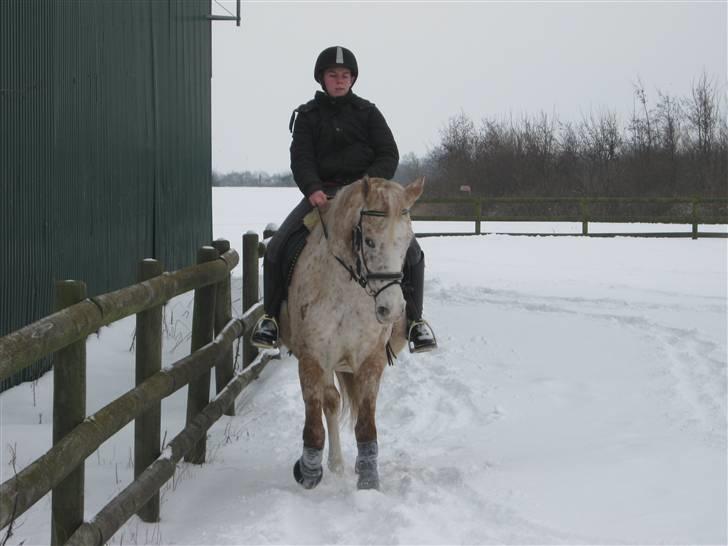 Knabstrupper Surprice billede 6