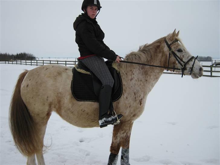 Knabstrupper Surprice billede 4