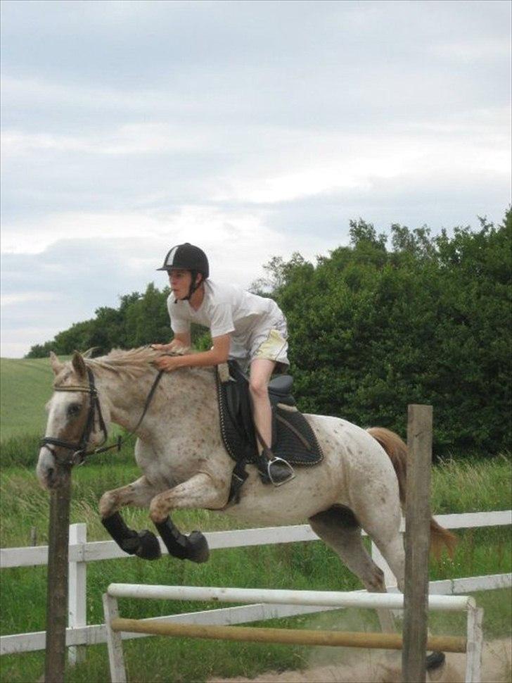 Knabstrupper Surprice billede 3