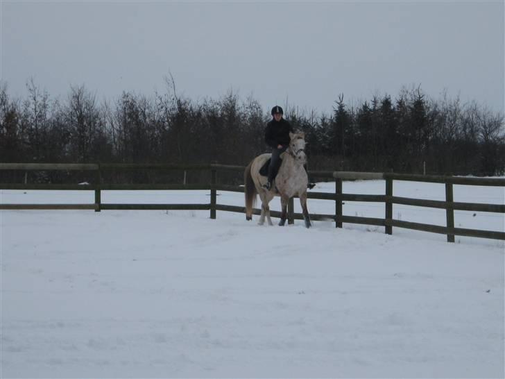 Knabstrupper Surprice billede 9