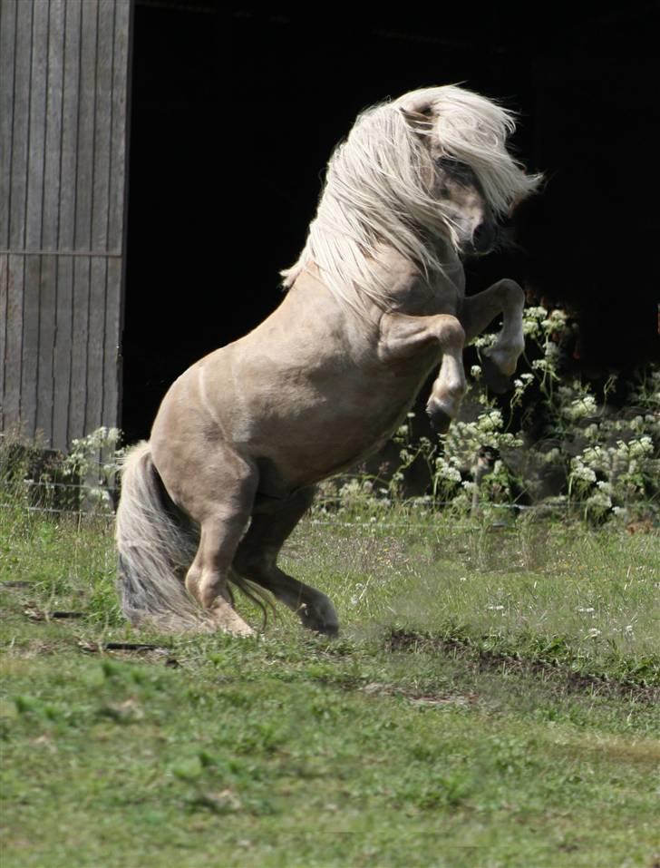 Shetlænder Remco V.D. Kastanje - Avlshingst billede 12