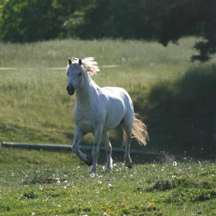 Knabstrupper Aastrupgaards odin billede 6