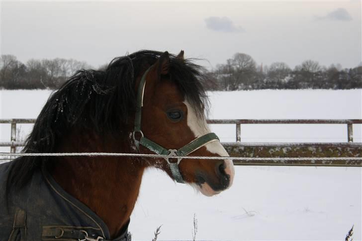 Welsh Mountain (sec A) Stoertebecker's genius billede 11