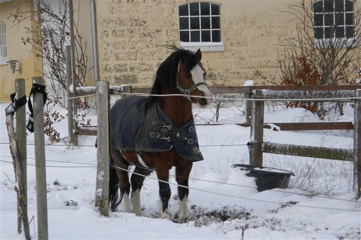 Welsh Mountain (sec A) Stoertebecker's genius billede 12