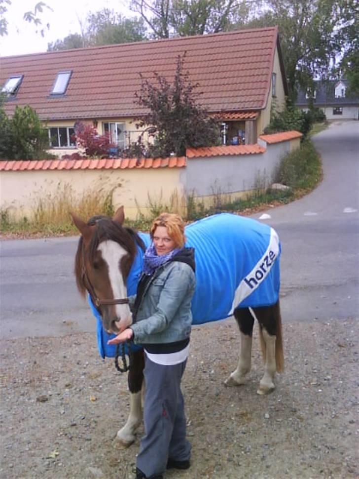 Welsh Cob (sec D) Nebles too much white billede 1