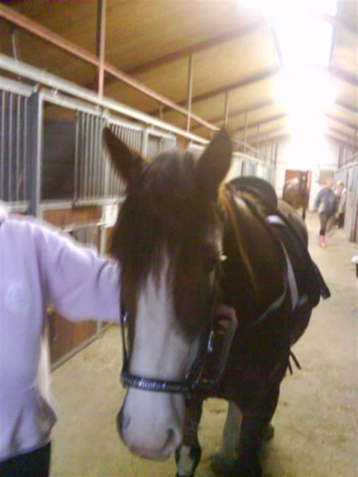 Welsh Cob (sec D) Nebles too much white billede 2