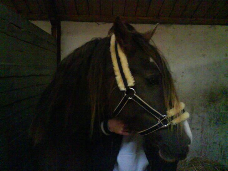 Welsh Cob (sec D) Nebles too much white billede 3